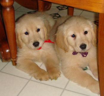 Lilah and Lucy Sisters from the same litter